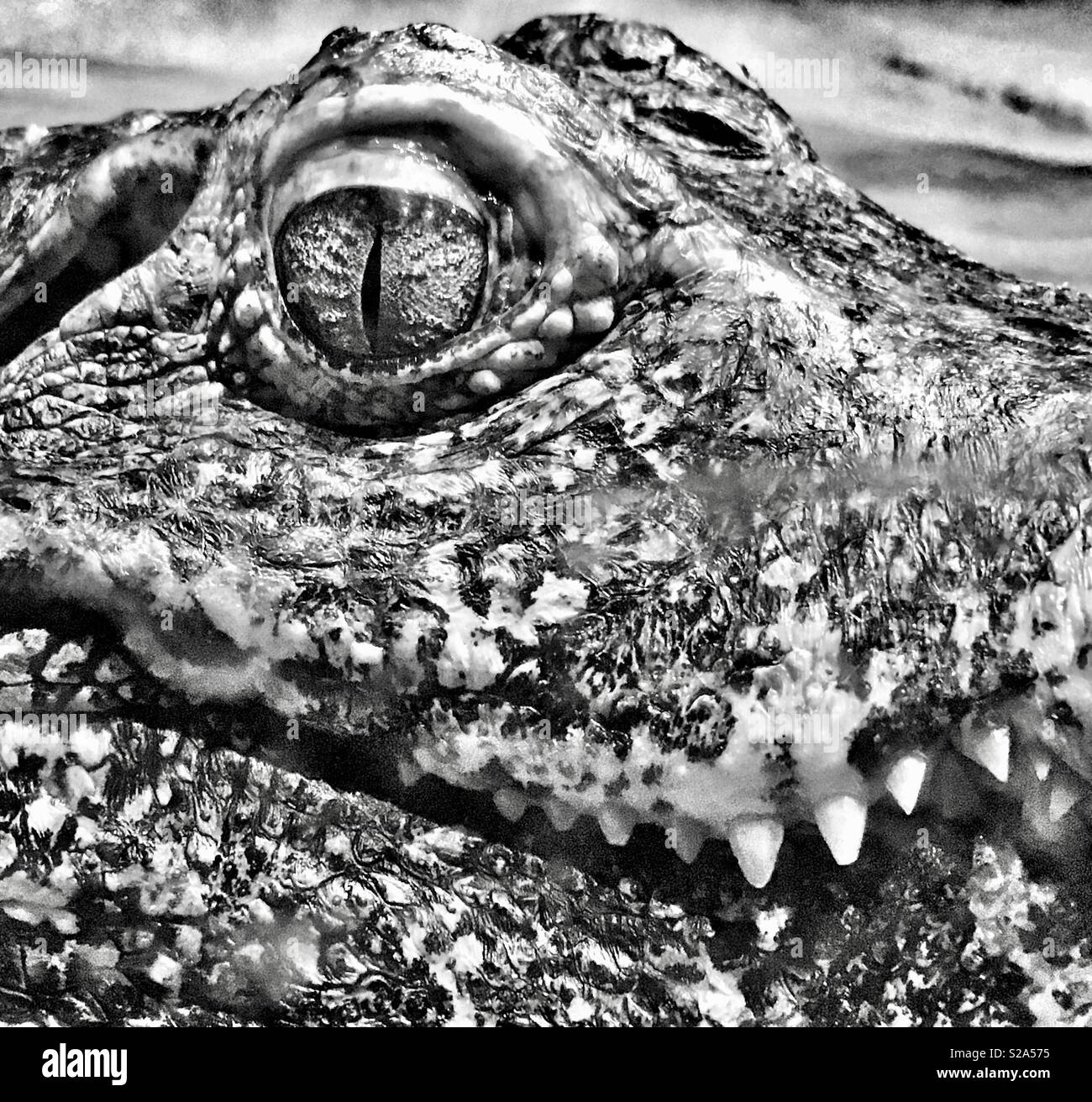 Eye of Couvier’s dwarf caiman Stock Photo