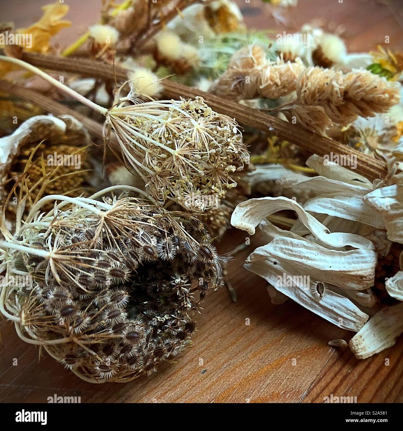 Dry wildflowers and weeds Stock Photo Alamy