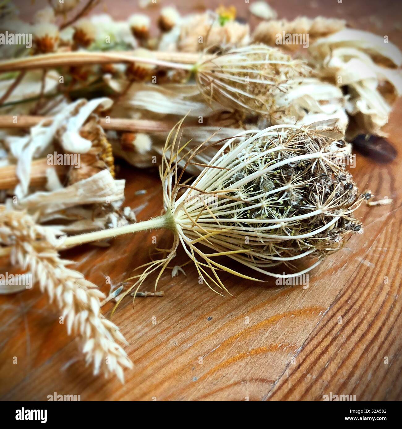 Dry wildflowers and weeds Stock Photo Alamy