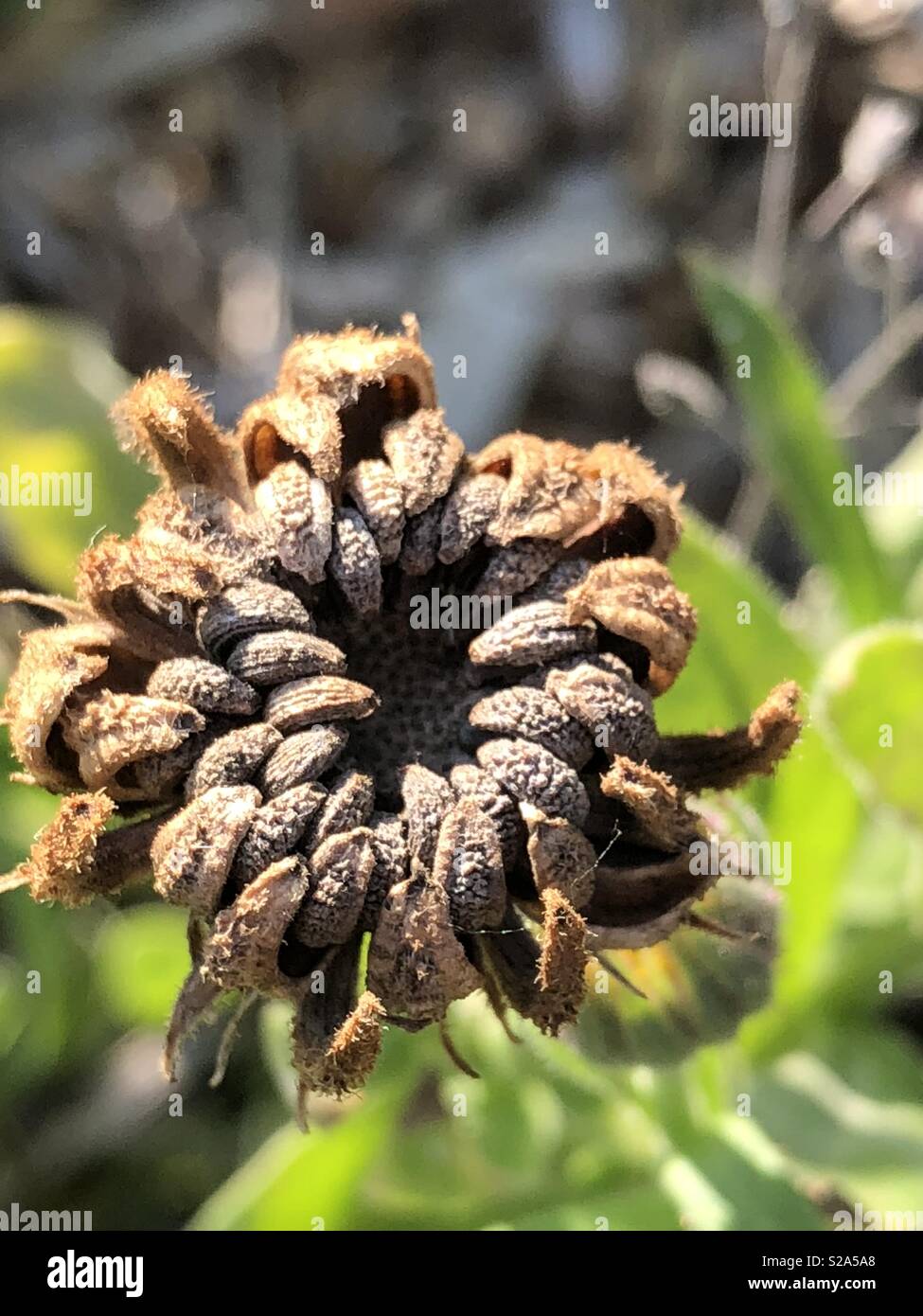 Calendula seed Stock Photo