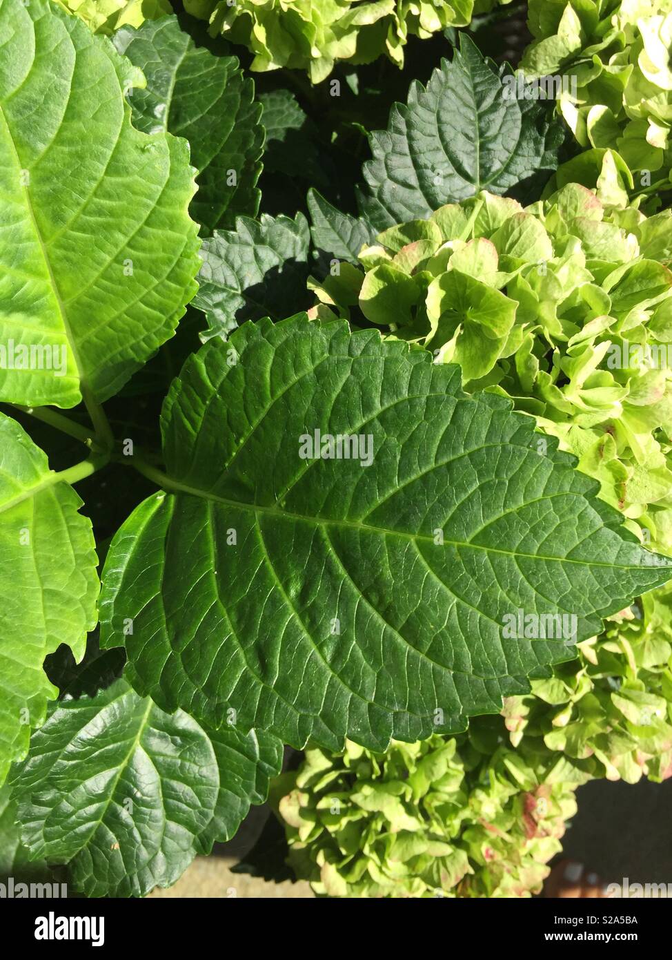 Hydrangea leaves with green flowers nature horticulture Stock Photo