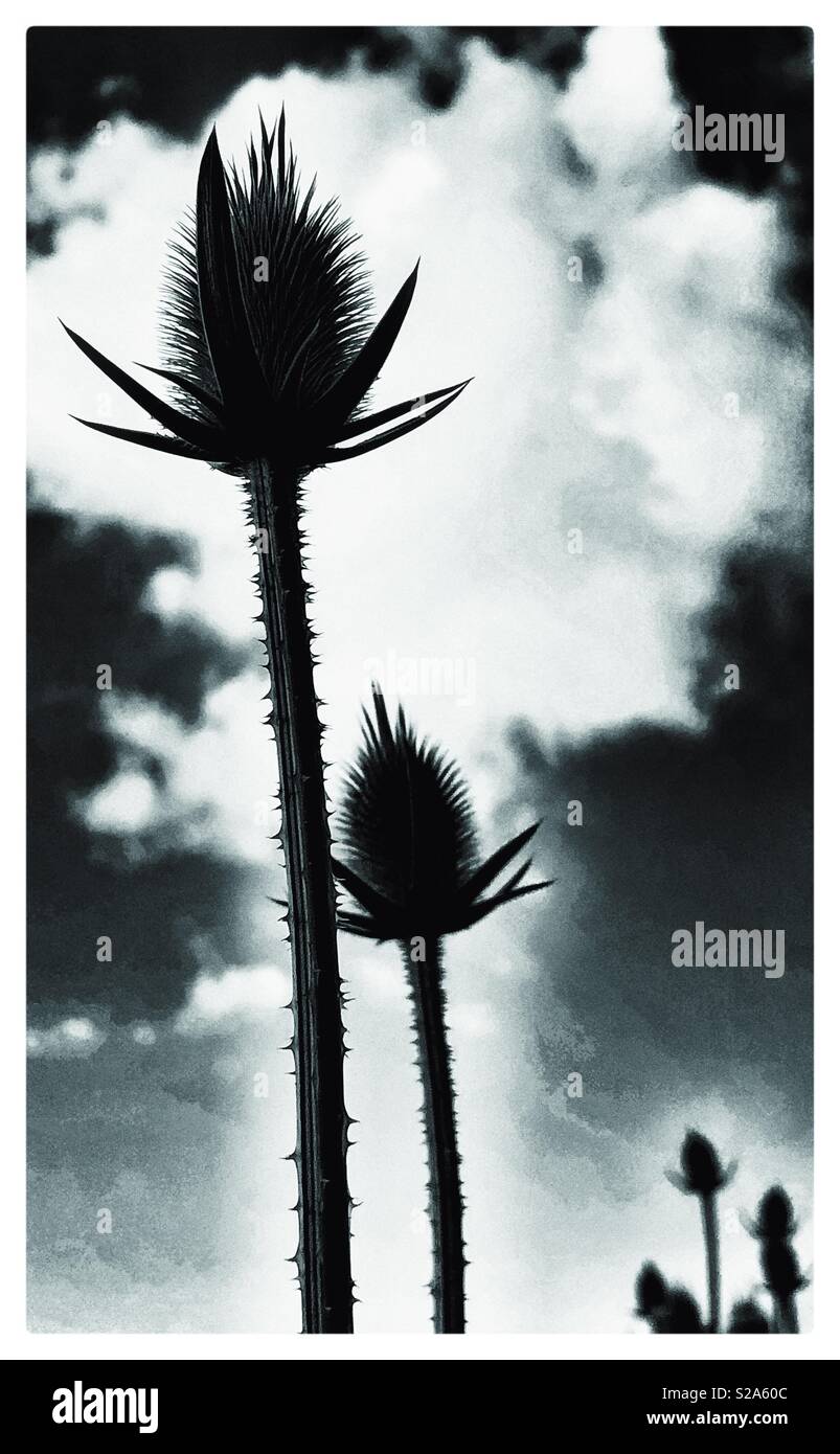 Plants and leaves at end of season as part of botanical life cycle, in a dormant state, crisp, dry and seeding - Smartphone Captured Stock Image