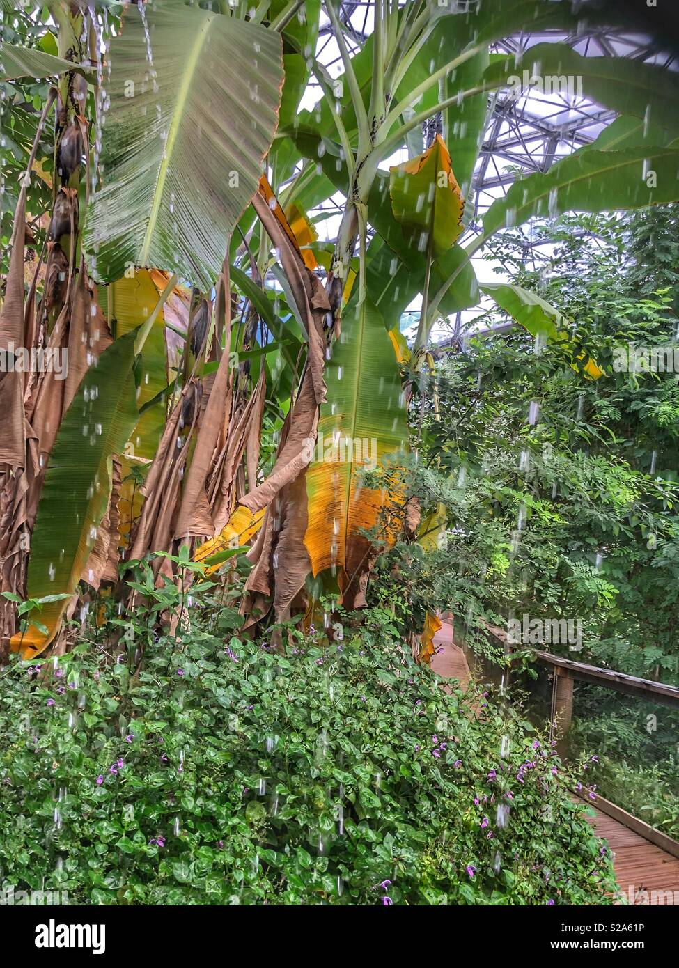 Water droplets dripping in the tropical biome at the Eden Project in Cornwall Stock Photo