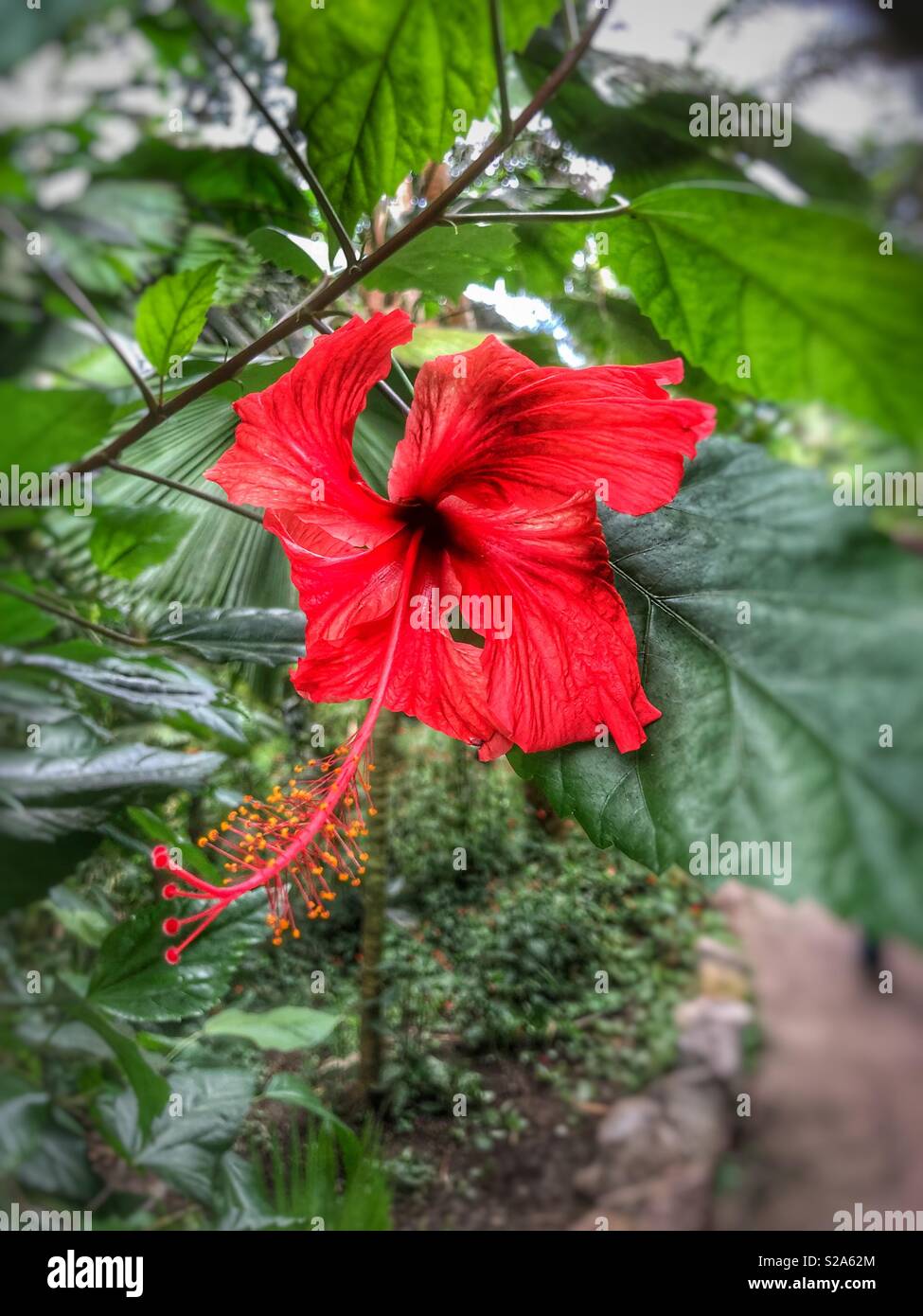 Red hibiscus (Hibiscus rosasinensis) flower in full bloom Stock Photo Alamy