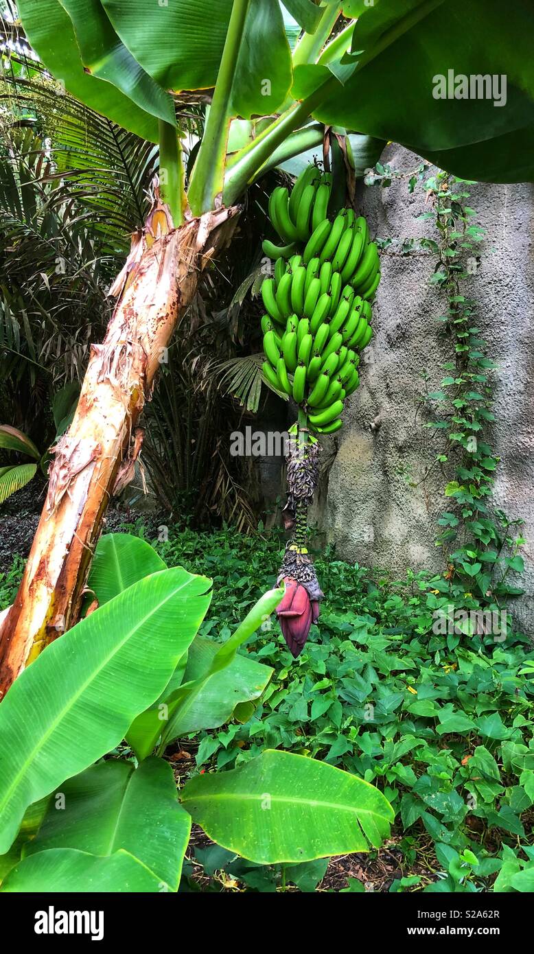Banana tree ‘Musa acuminata’ with large bunch of bananas hanging off at