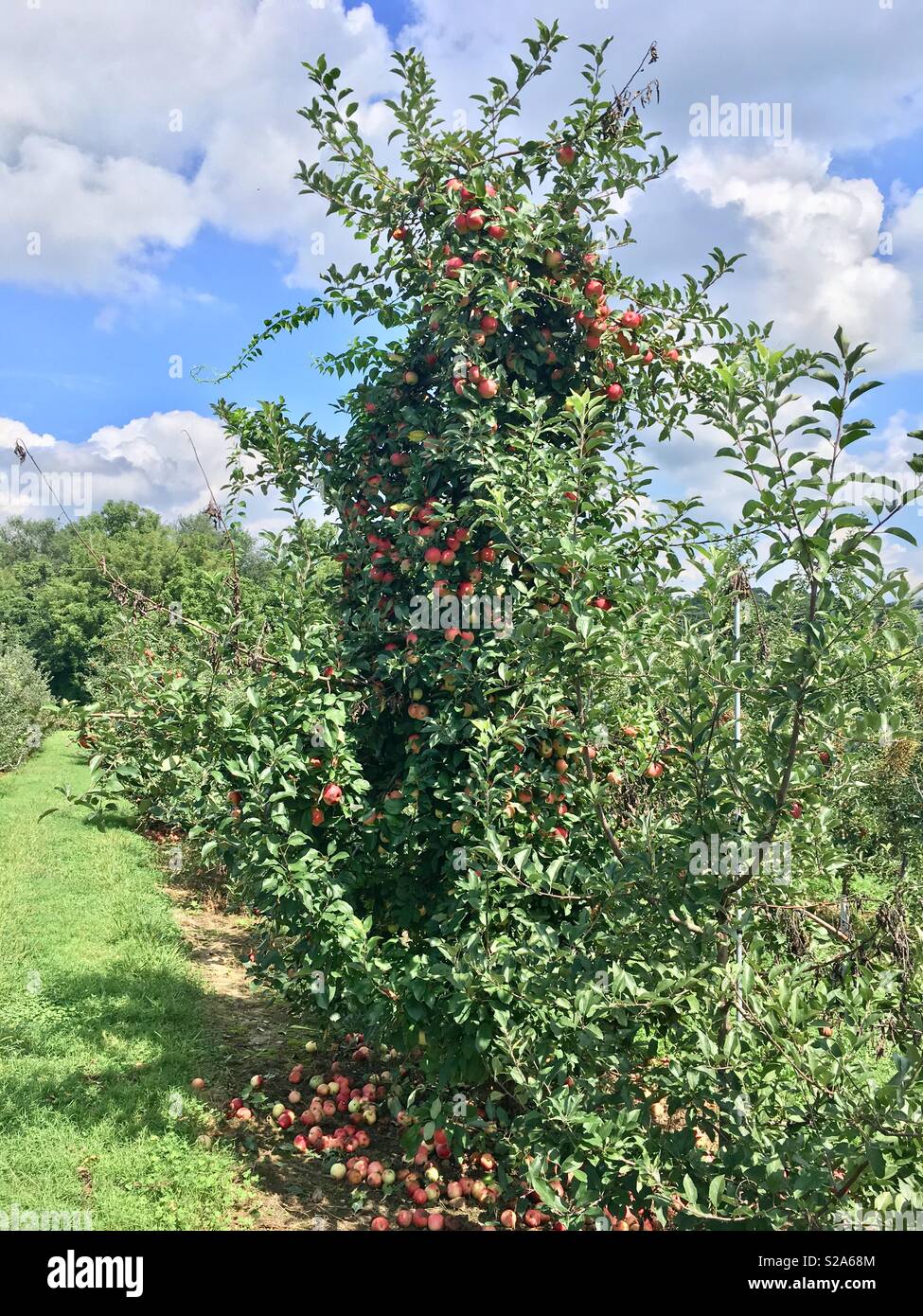 wild apple tree Stock Photo Alamy