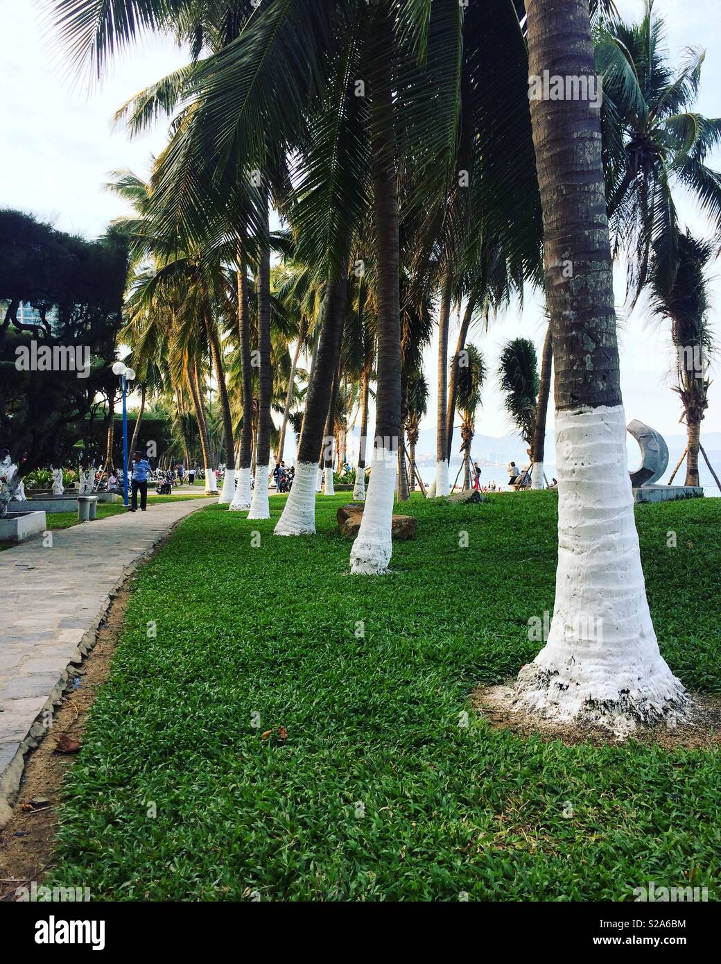 Palm tree park hi-res stock photography and images - Alamy