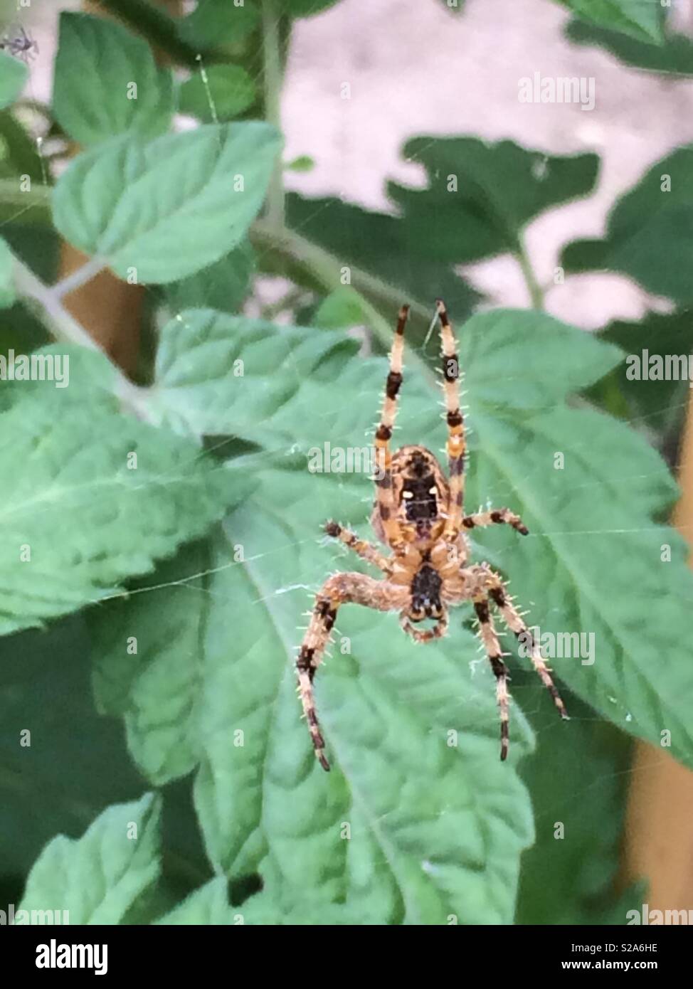 Orbweaver spider Stock Photo