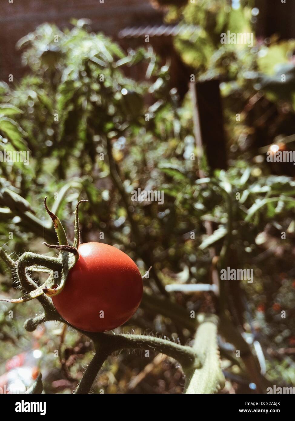 Cute baby tomato Stock Photo Alamy