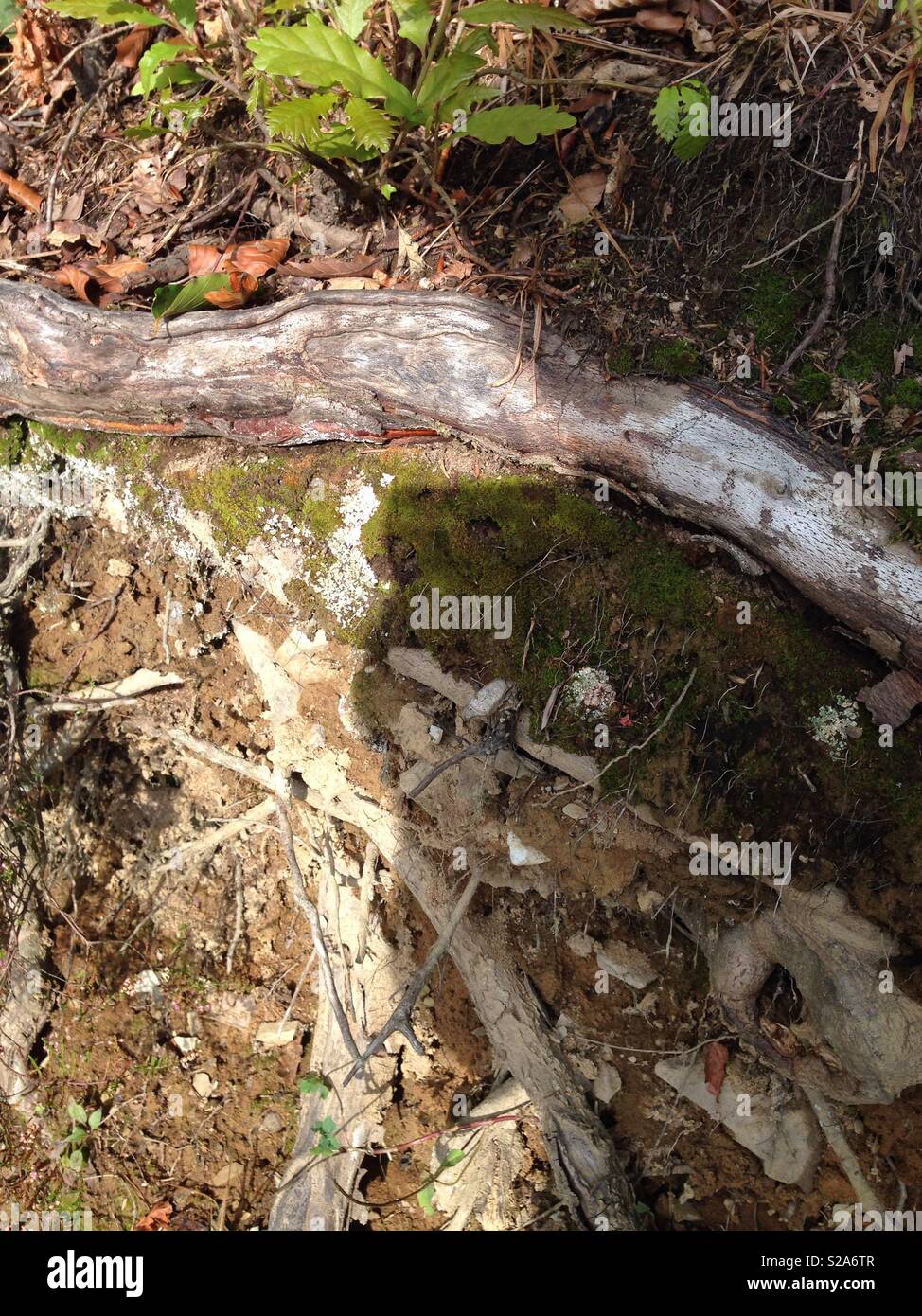 the roots of trees along the forest path Stock Photo - Alamy