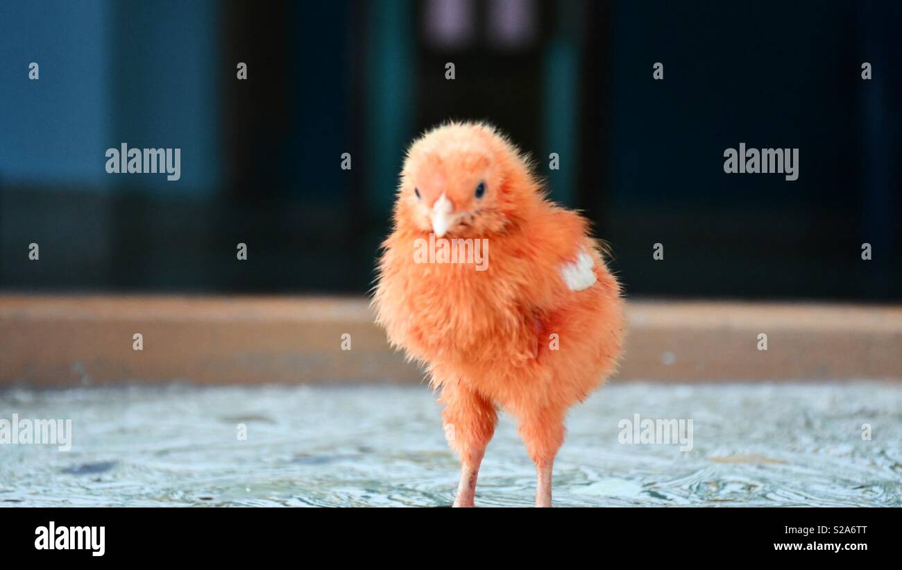 Orange color bright colour hires stock photography and images Alamy