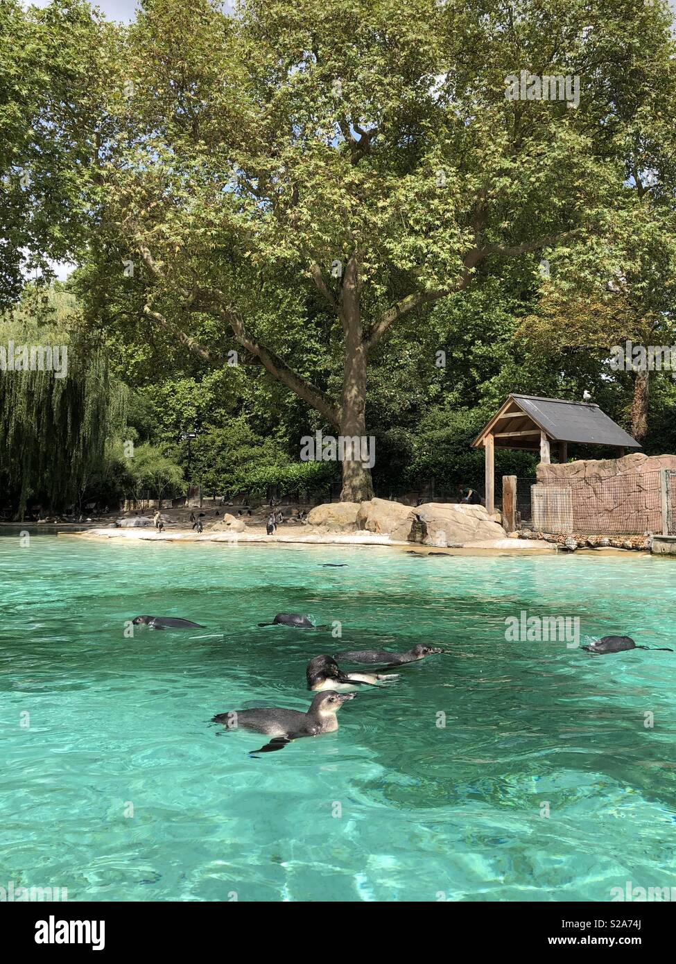 From ZLS London Zoo Stock Photo Alamy