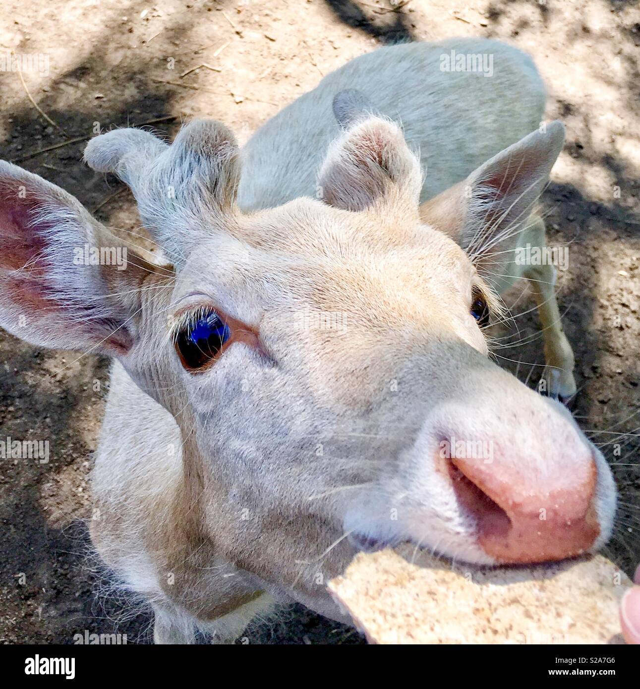 White fallow deer with pink nose being fed a rye cracker at deer park - Smartphone Captured Stock Image