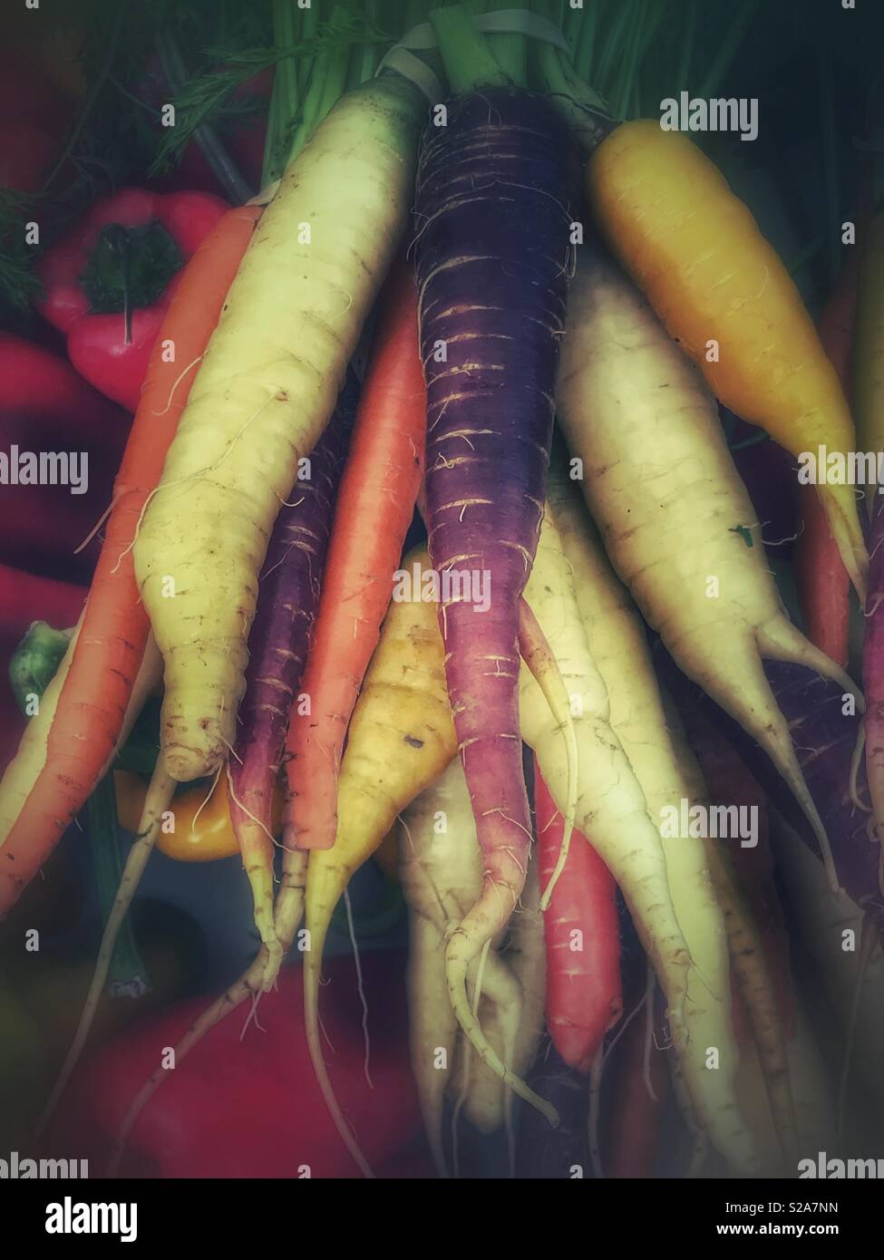 Bunch of fresh multicolored carrots at a farmers market - Smartphone Captured Stock Image