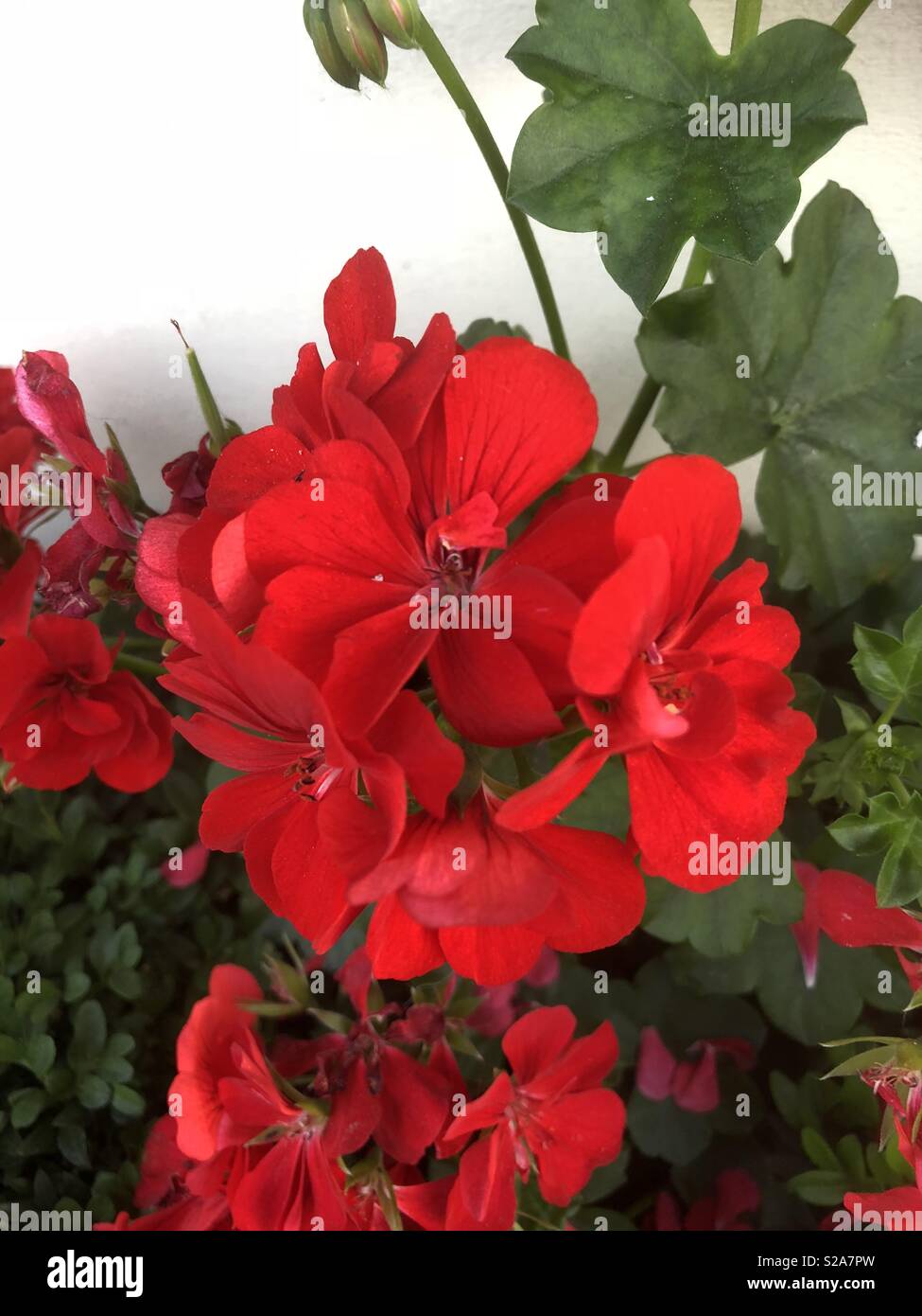 Red flame geranium Stock Photo