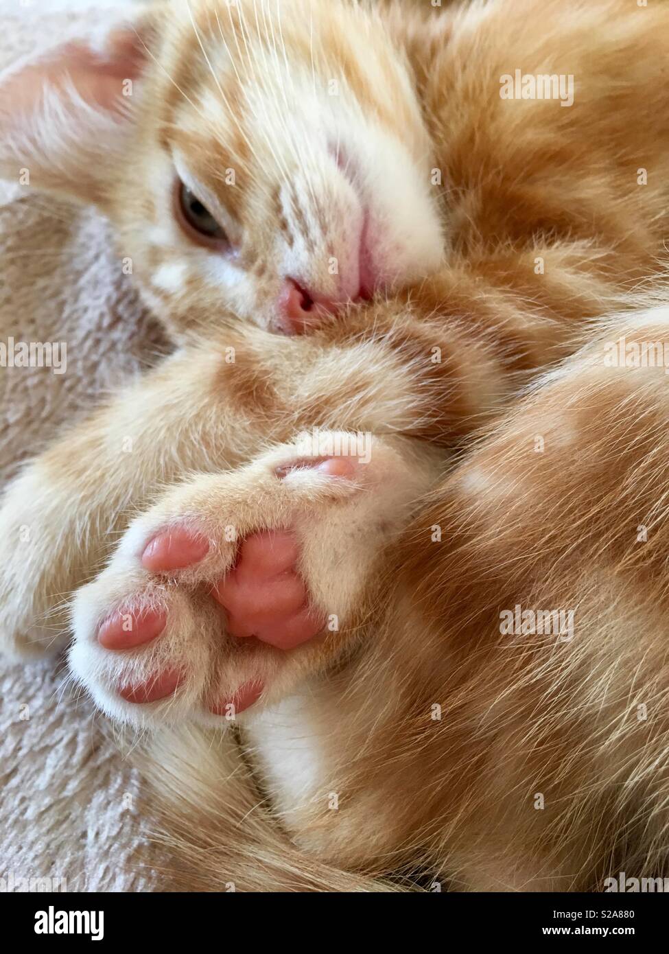 Ginger tabby cat kitten Stock Photo