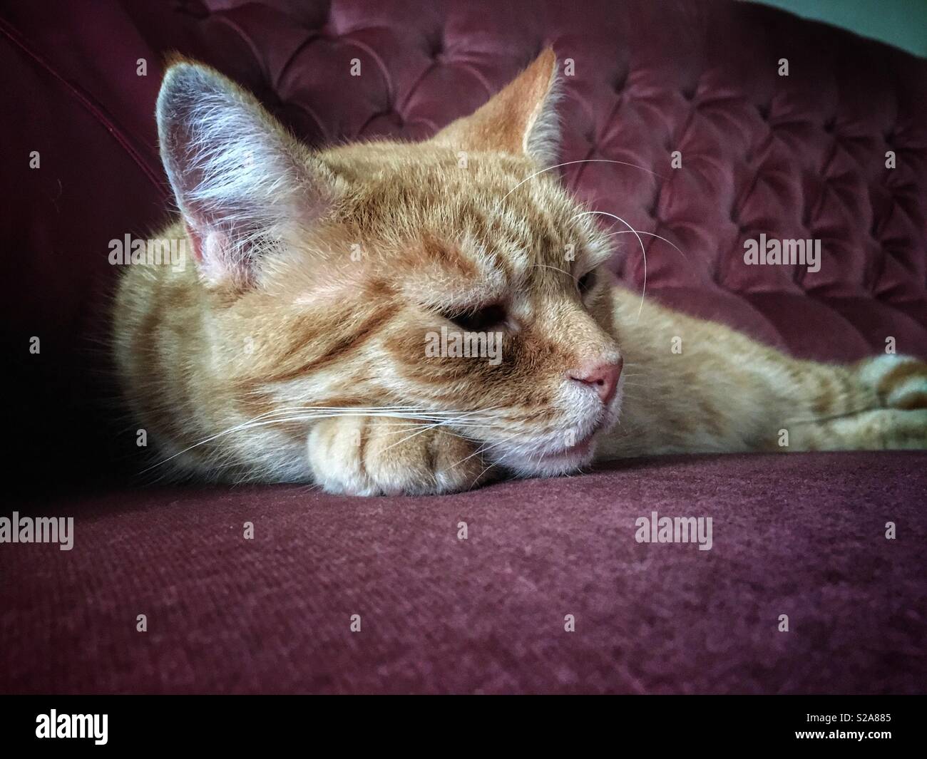Cute ginger cat resting on sofa Stock Photo