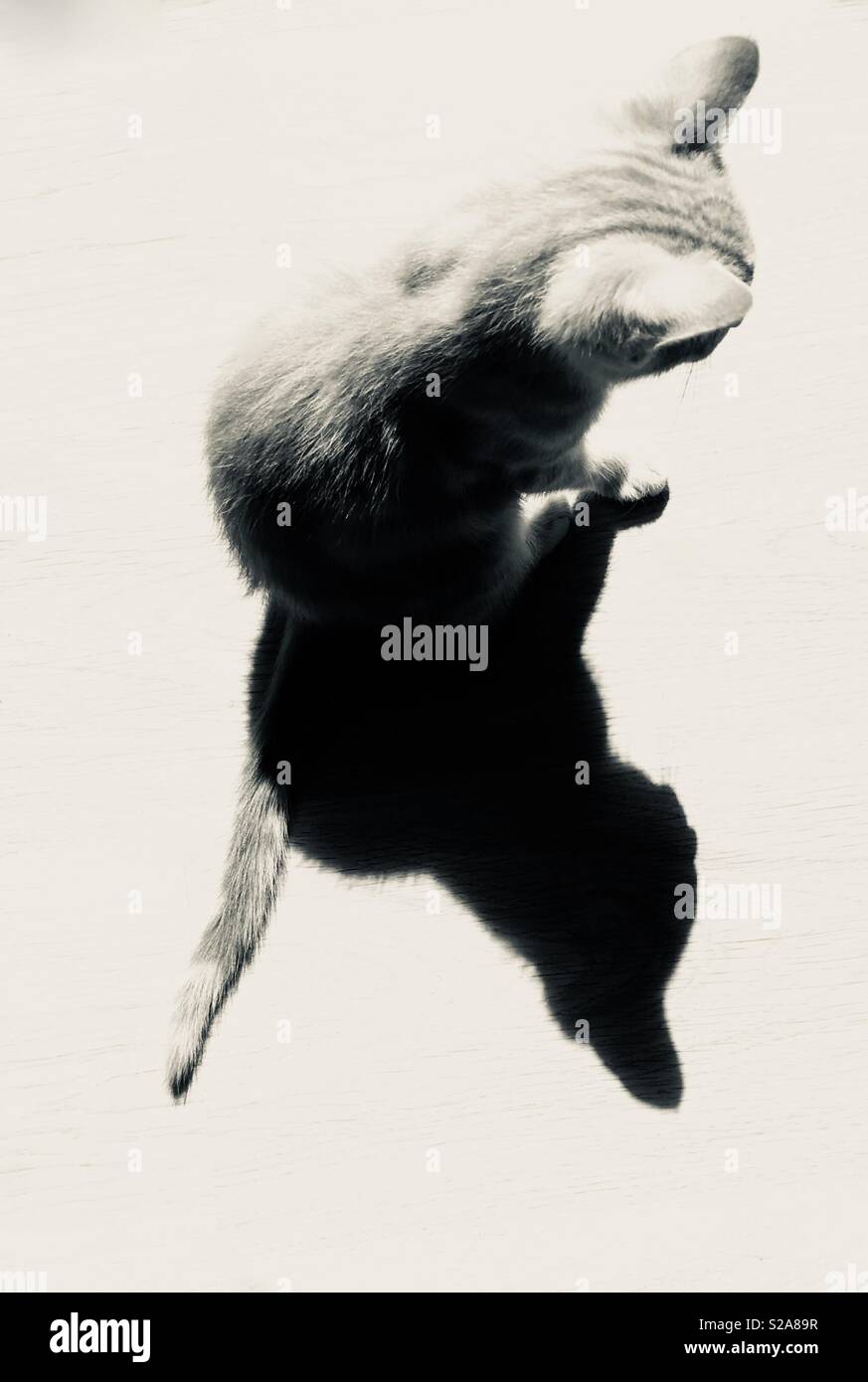 shadow-of-a-tabby-cat-kitten-stock-photo-alamy
