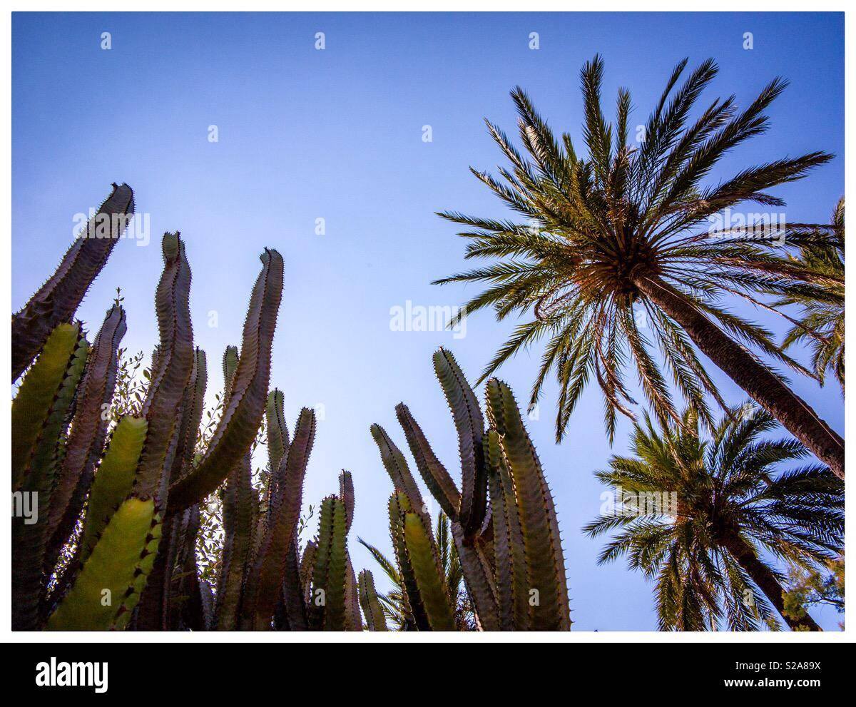 View looking up at cactus plants and palm trees with blue sky behind - Smartphone Captured Stock Image