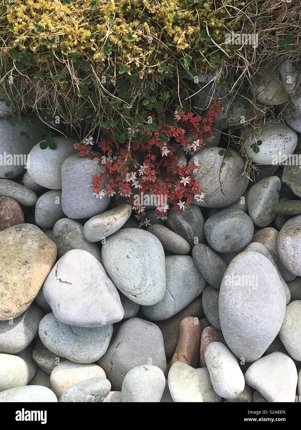 Flowers on rocks Stock Photo Alamy
