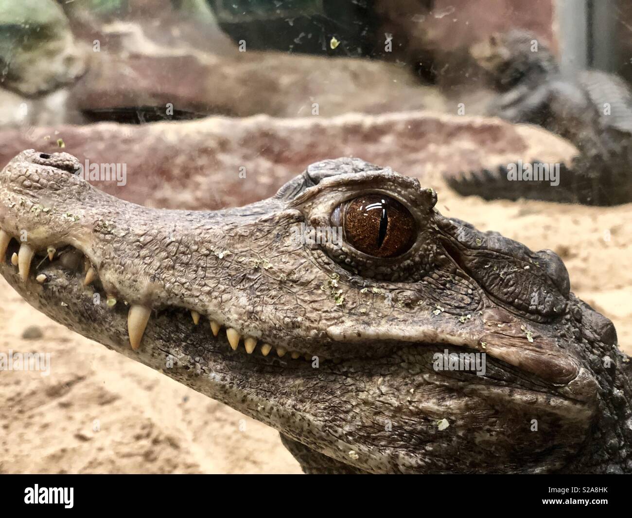 Caimen hi-res stock photography and images - Alamy