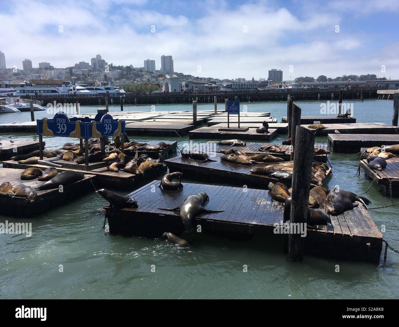 Sea lions at Pier 39 in San Francisco Stock Photo