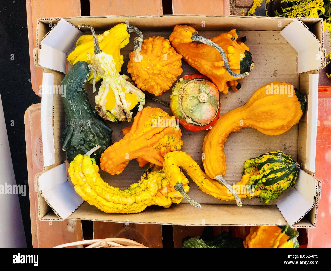 Ornamental Pumpkins High Resolution Stock Photography and Images - Alamy