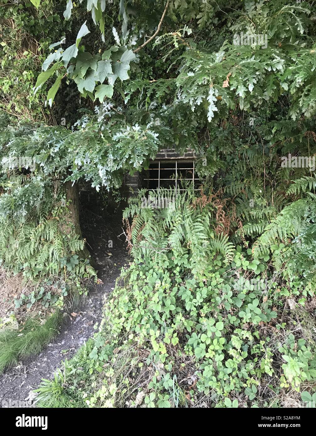 Spotted on the Pembrokeshire Coastal Path between Saundersfoot and Wiseman’s Bridge. - Smartphone Captured Stock Image