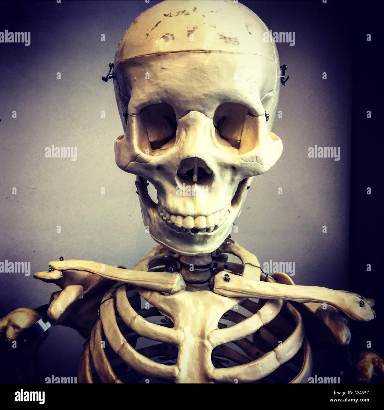 Skeleton skull from the sciences class Stock Photo