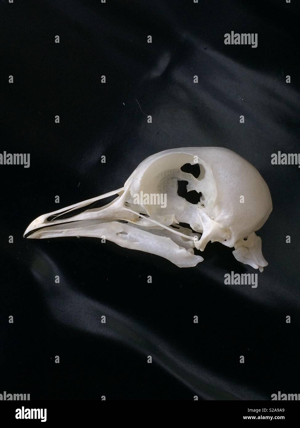 Pigeon skull and neck, side view Stock Photo