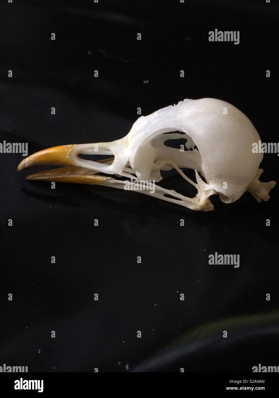 Blackbird skull side view Stock Photo