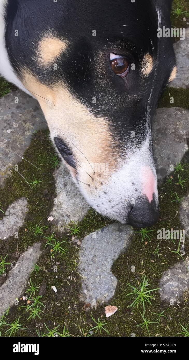 Lurcher dog head hires stock photography and images Alamy