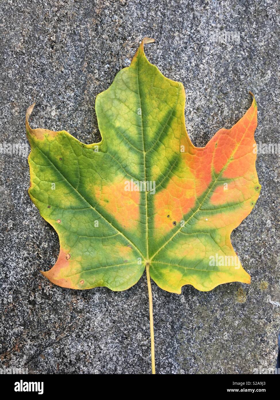 Fallen maple leaf at the beginning of autumn - Smartphone Captured Stock Image