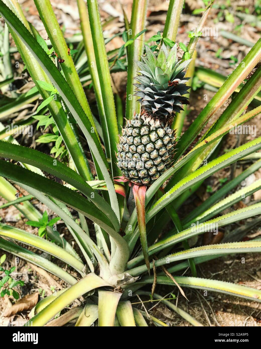 Baby pineapple Stock Photo Alamy