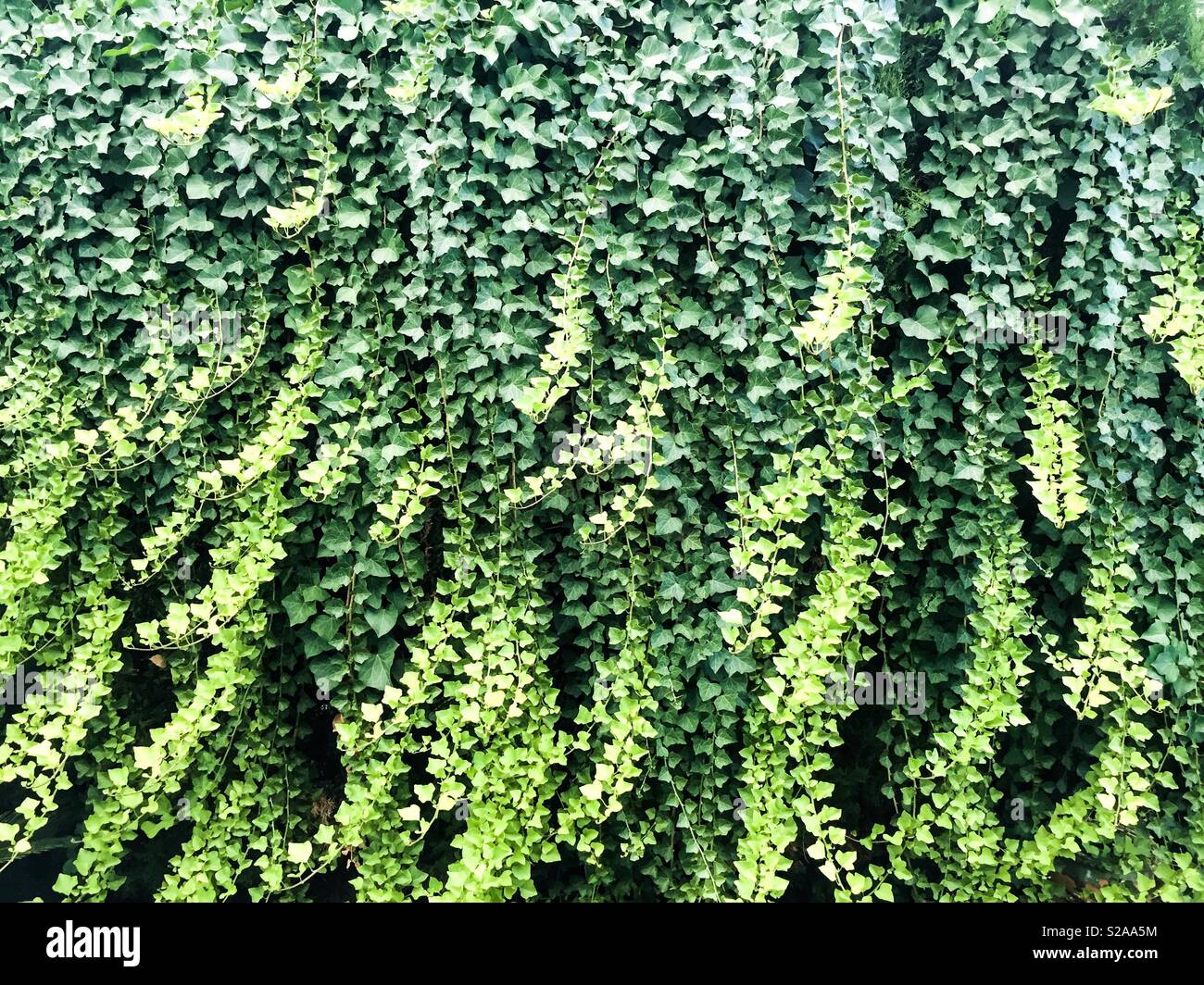 detail of an ivy in a garden - Smartphone Captured Stock Image