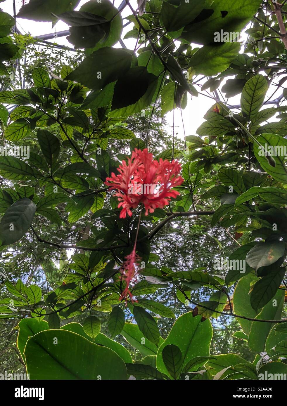 Japanese lantern flower ‘ulex Europaeus’ Stock Photo Alamy