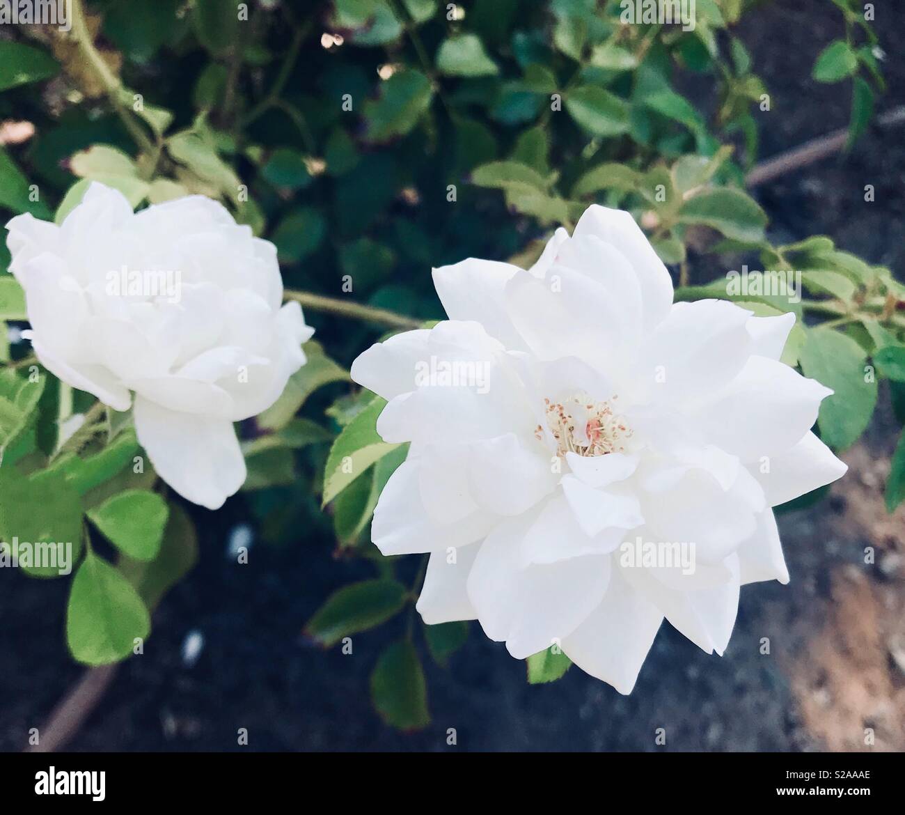 Beautiful white spring flowers sitting in the garden on a hot summers day Stock Photo