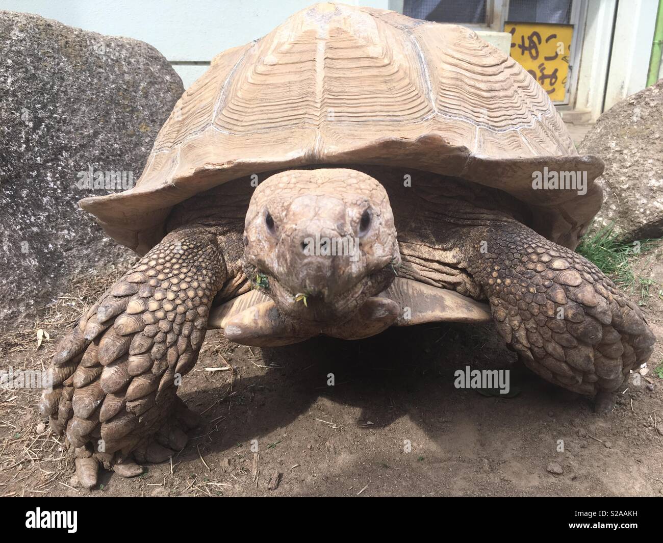 Giant tortoise up close Stock Photo