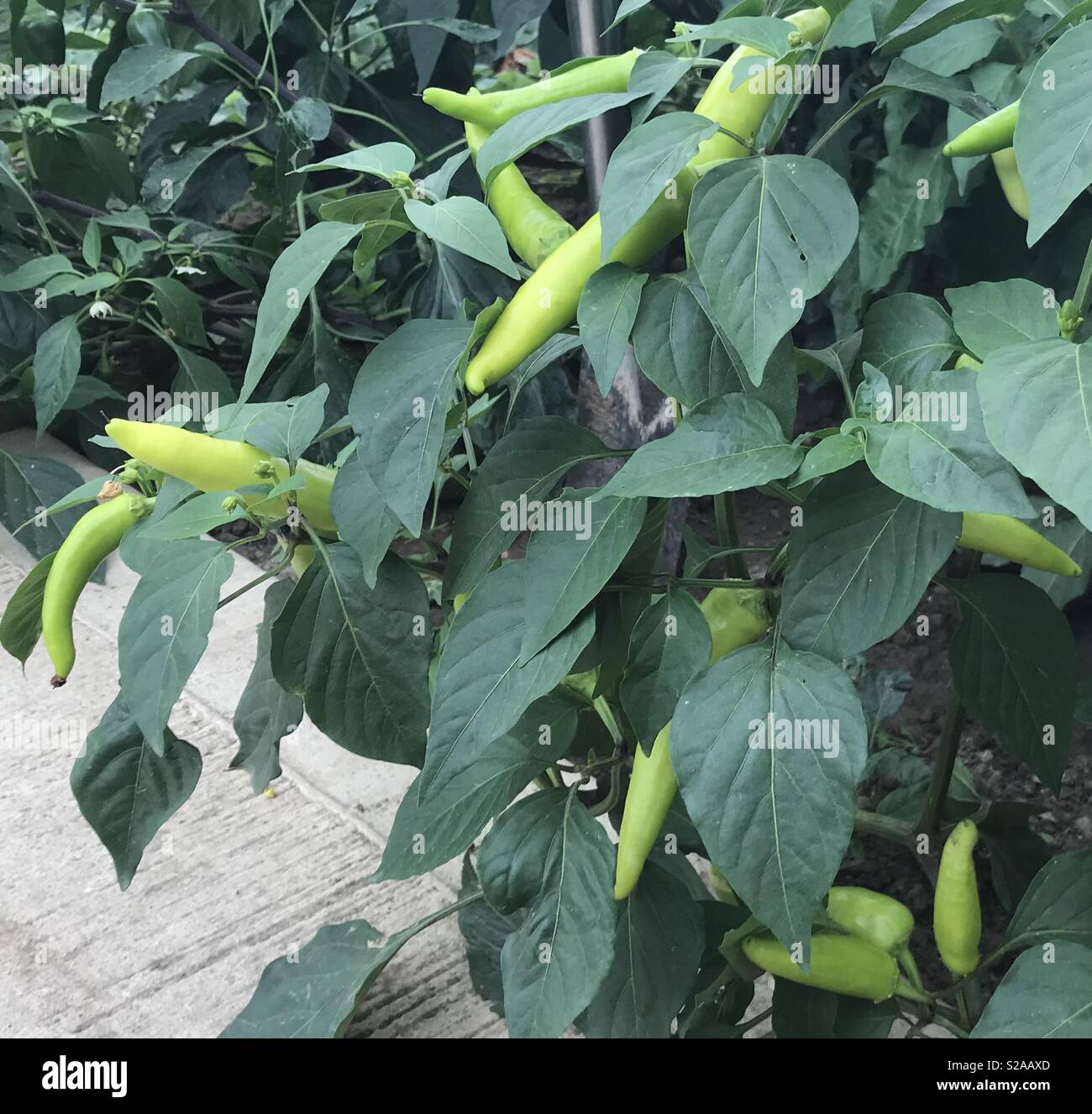 Hungarian Wax Peppers High Resolution Stock Photography And Images Alamy