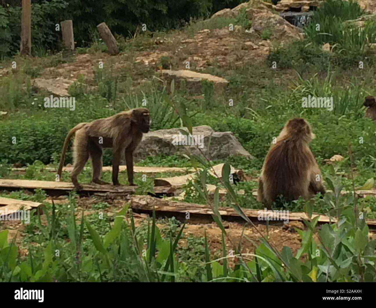 Two monkeys talking, sitting and walking Stock Photo - Alamy