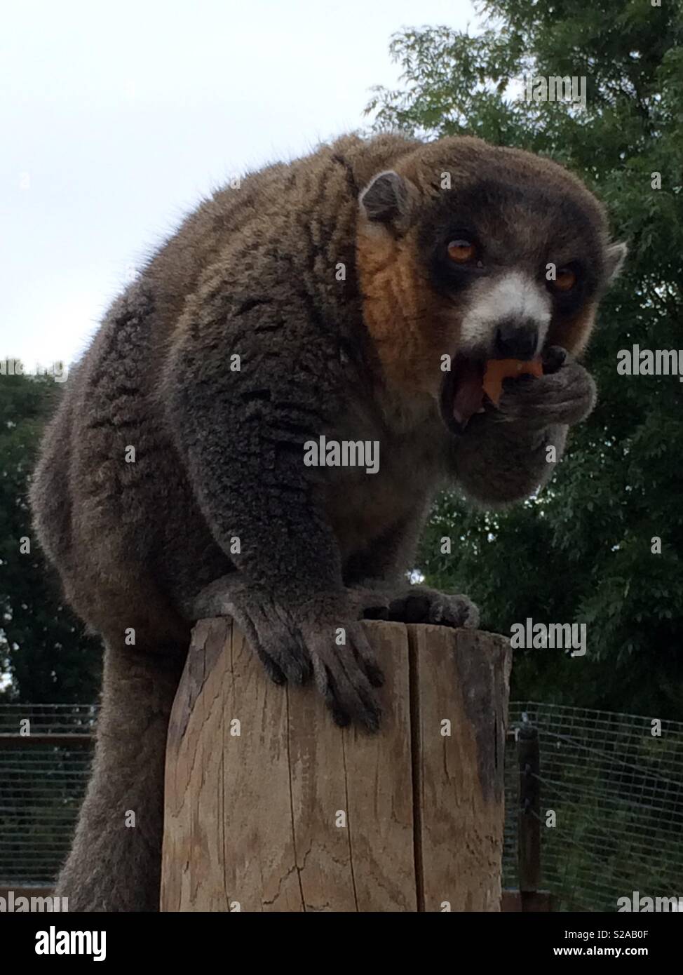 Male Mongoose Lemur eating Stock Photo