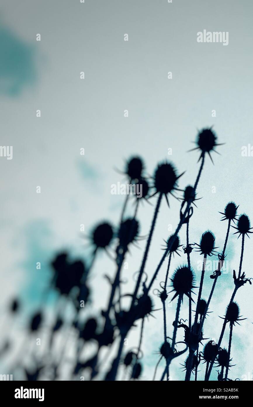 Plants and leaves at end of season as part of botanical life cycle, in a dormant state, crisp, dry and seeding - Smartphone Captured Stock Image