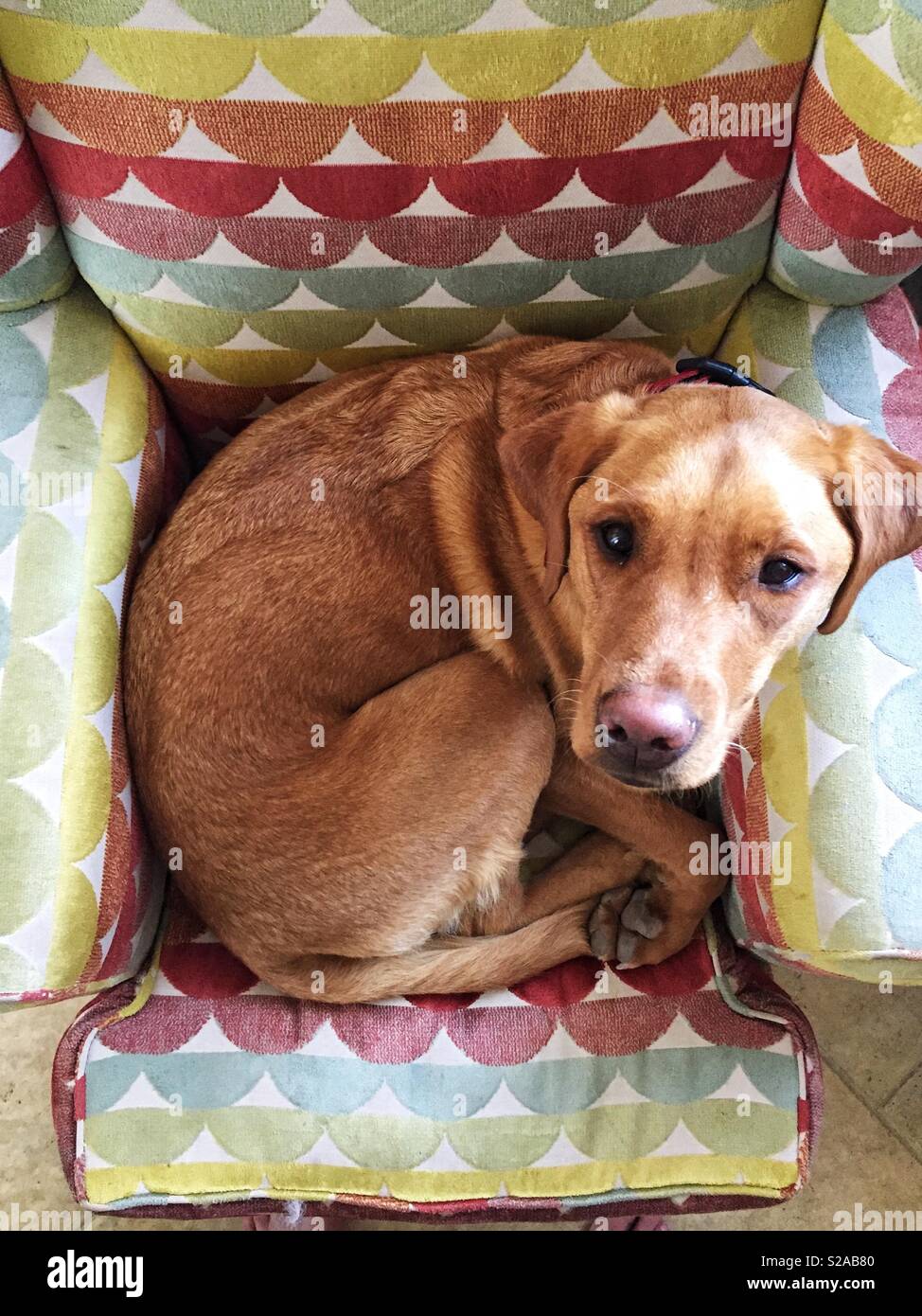 looking down from above onto a cute Labrador retriever puppy dog curled up on a comfy chair Stock Photo