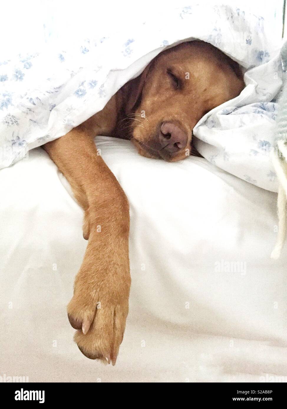 A sleeping Labrador retriever dog in a bed covered with white sheets and duvet looking very comfortable and tired Stock Photo