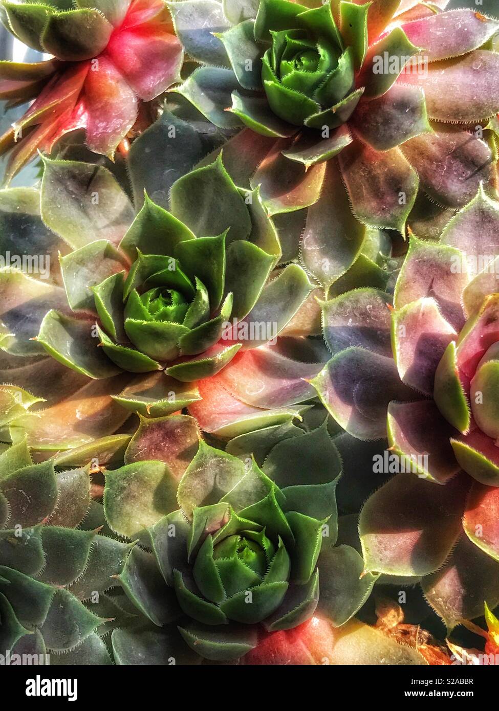 Succulents - Smartphone Captured Stock Image