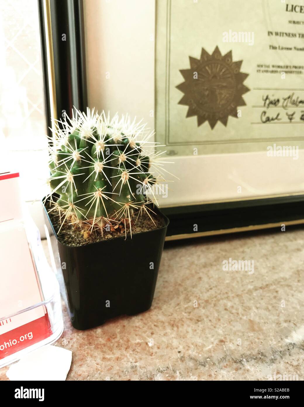 Thimble cactus in office windowsill Stock Photo