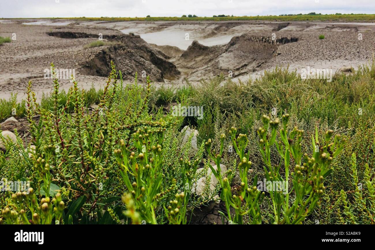 Mud landscape Stock Photo
