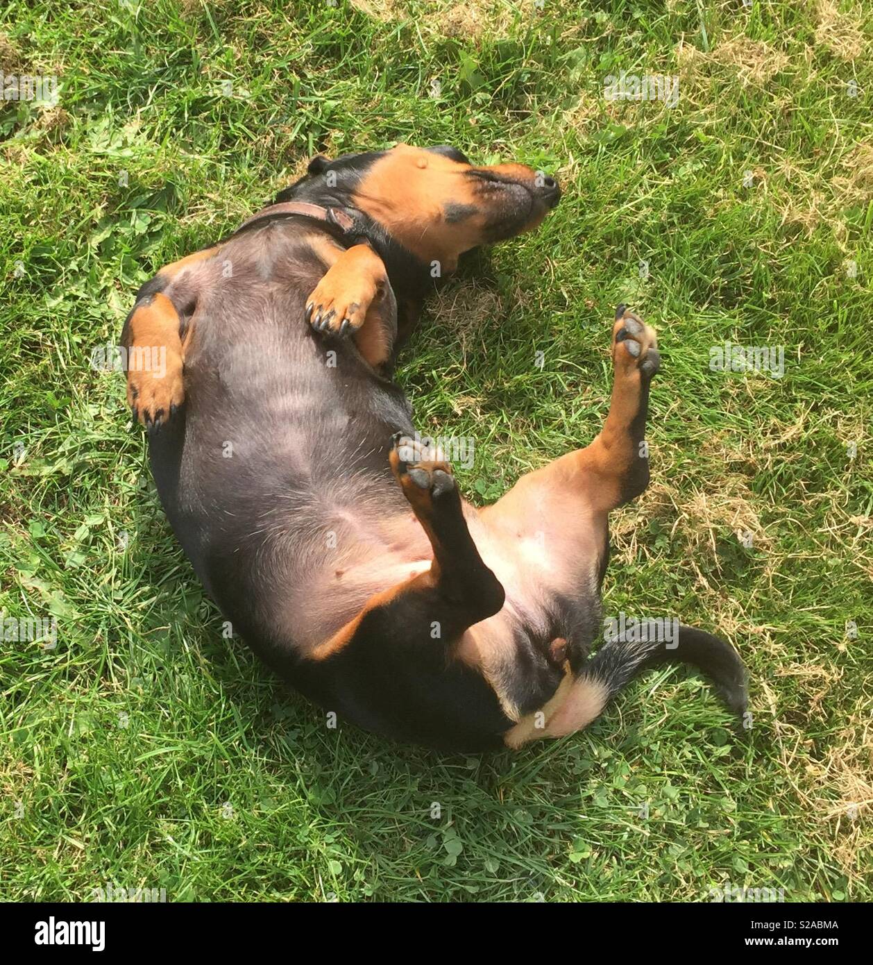 Upside down sausage dog Stock Photo Alamy