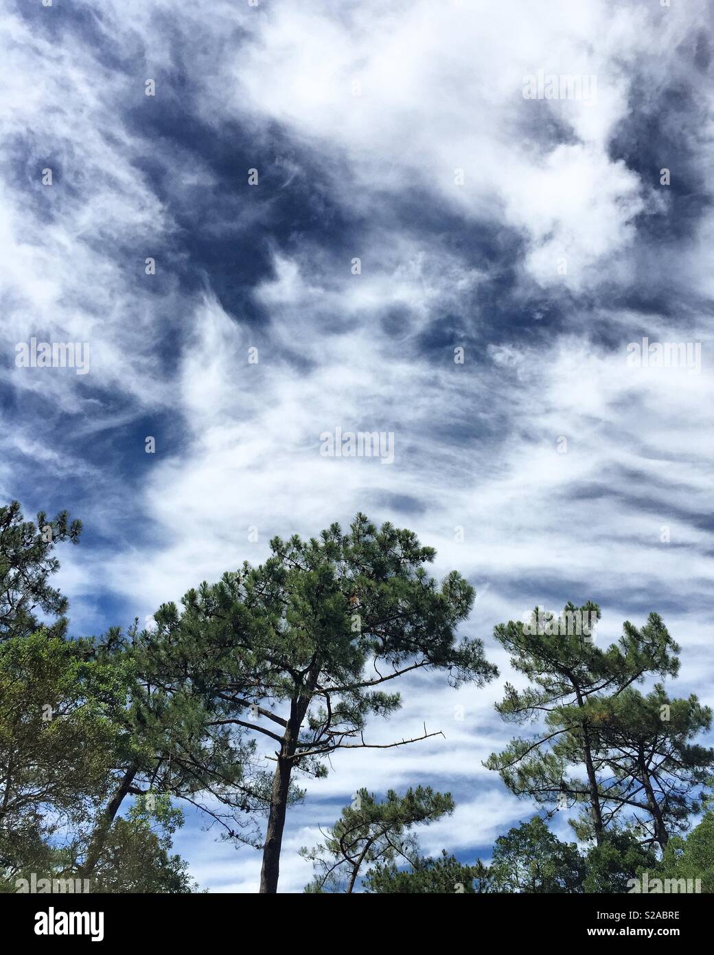 Clouds and pine trees in South-West France. Stock Photo