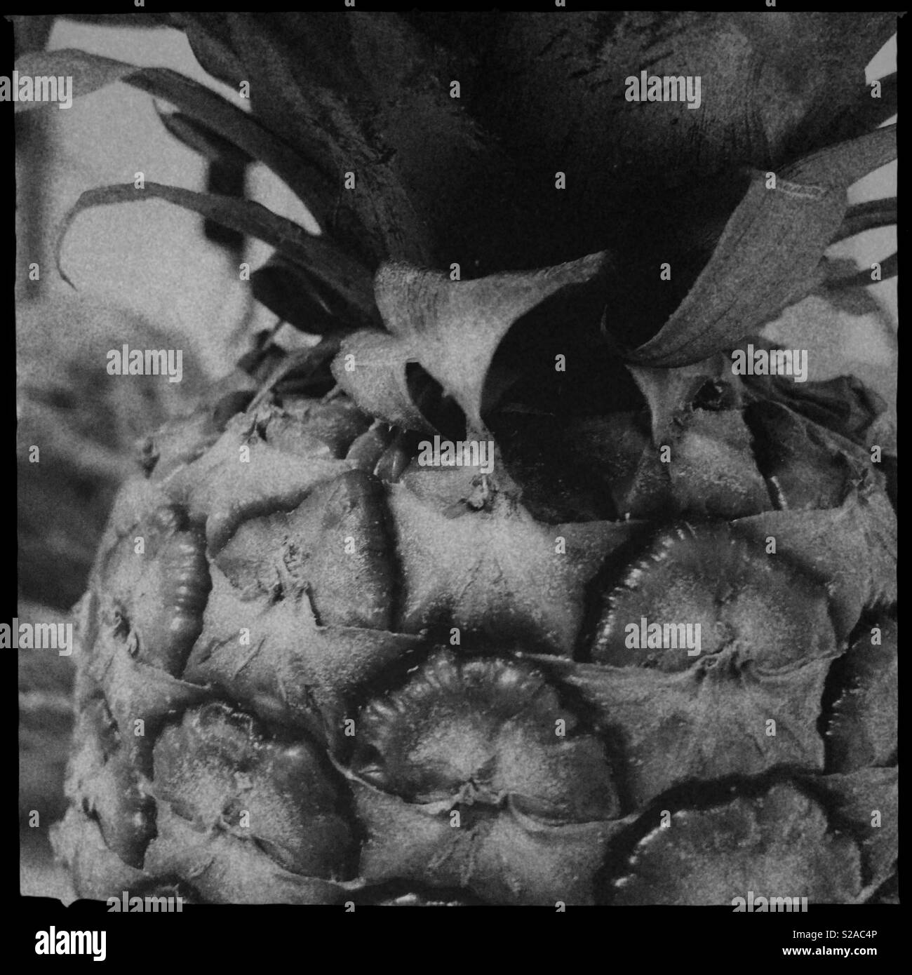 Pineapple Black and White Stock Photos & Images Alamy